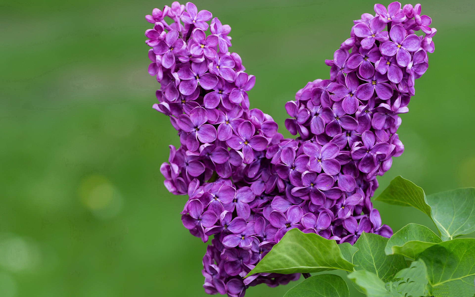 铁血波兰终臣服，红魔利刃出鞘—维尼修斯用魔法改写欧冠剧本