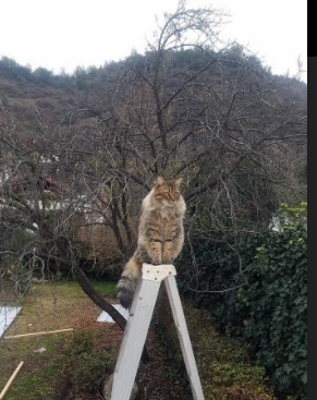 蓝色工笔画，伦纳德用沉默撰写的教科书