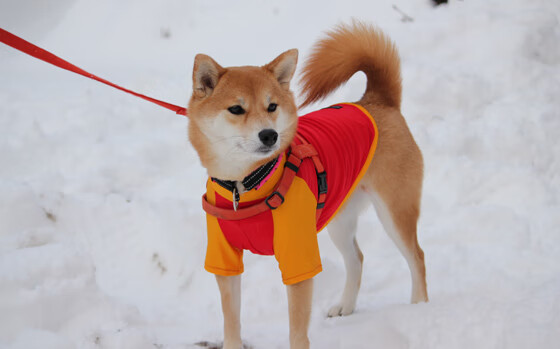 北境坚冰与红牛风暴，当拉亚在火焰中雕塑时间