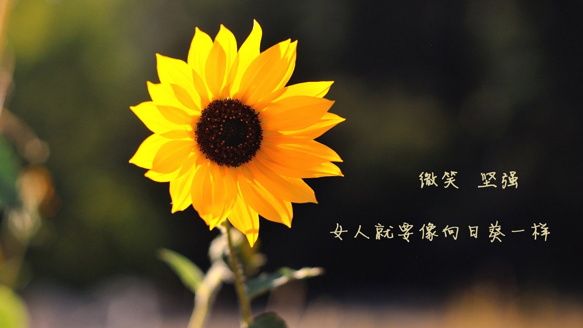 喀麦隆防线遭德国轰炸机摧毁？哈弗茨跨国救援委内瑞拉引争议