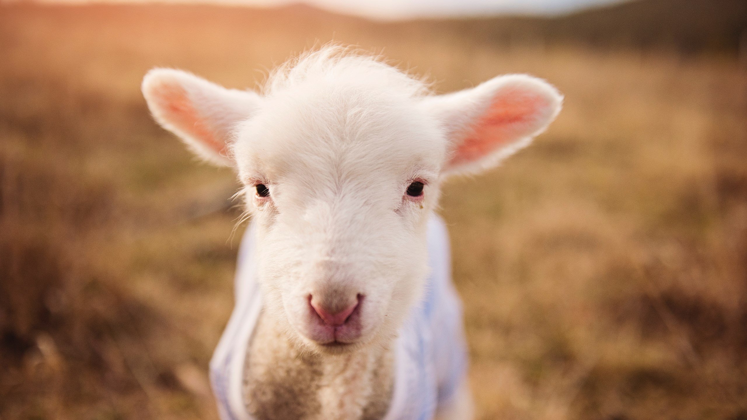 开云体育中国-冰与火之歌，雪山爵士如何用窒息防守封锁南方热力的深圳？